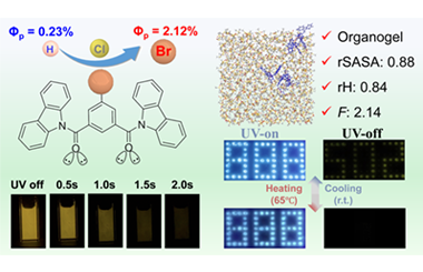 Halogen effect on non-conventional organogel with controlled ultra-long room temperature phosphorescence and fast-response 2026.100919